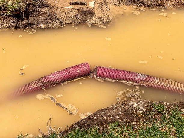 Best Carpet water damage restoration  in Elwood, KS